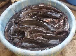 Cat Fish