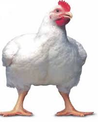 Live Broiler Chicken